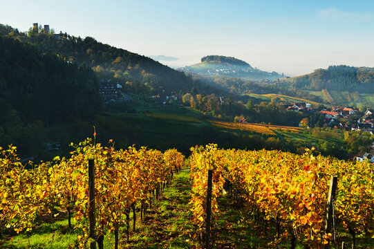 Vineyard Landscape, Castle Alt-Windeck and Riegel Village, Ortenau, Baden Wine Route, Baden-Wurttemberg, Germany