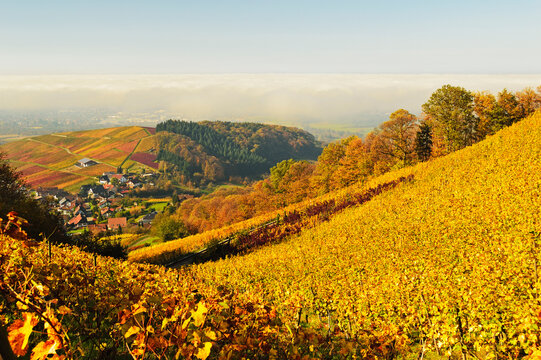 Vineyard Landscape and Waldmatt Village, Ortenau, Baden Wine Route, Baden-Wurttemberg, Germany