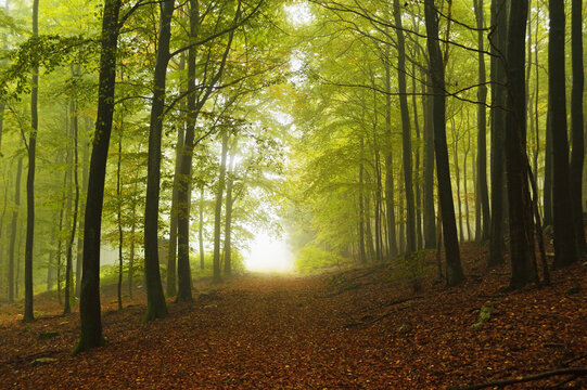 Beech Forest and Morning Fog, Hunsruck, Rhineland-Palatinate, Germany