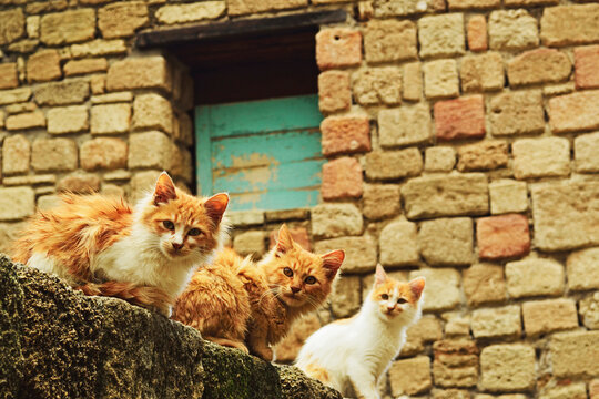Portrait of stray cats, Rhodes City, Rhodes, Dodecanese, Aegean Sea, Greece, Europe