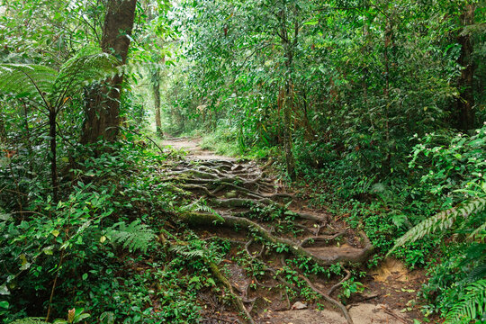 Rainforest, Cameron Highlands, Pahang, Malaysia