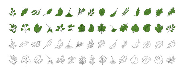 Leaves vector sketch set. Hand drawn decorative elements