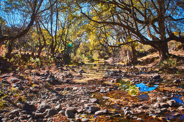 river in autumn forest with rocks in the water, michimaloya hidalgo 