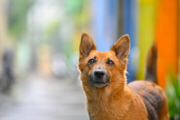 Animal Outdoor Portrait: German Shepherd Dog Posing on Street. Street Dog Portrait.