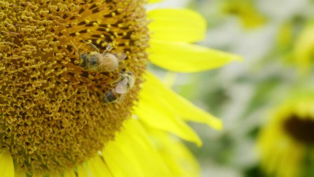 ひまわりの蜜を集める蜜蜂