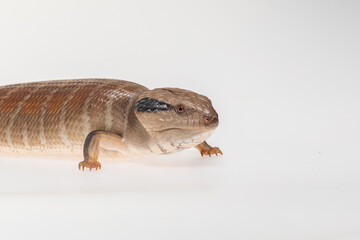 Centralian blue-tongue (Tiliqua multifasciata) in a white background.	