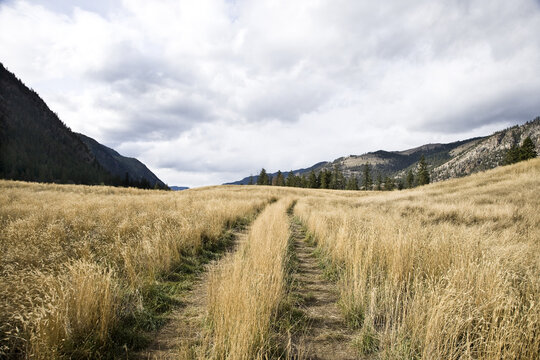 Tall Grass in Field, Princeton, British Columbia, Canada
