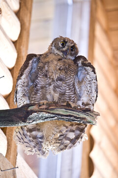 Stuffed Owl
