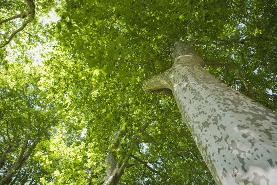 Looking Up at Aging Plane Tree, France