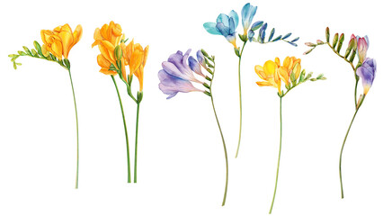 Watercolor freesia flowers clipart. Freesia PNG, Transparent background, Spring hand paited flower, Watercolor freesia flower clip art, freesia flowers, freesia blooming, spring blossom, hand paint - obrazy, fototapety, plakaty