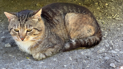 A kind street cat sits and basks in the sun, a close-up of a cat's face, pets in nature