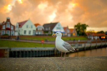 Sea bird gull close-up orange sunset background shadow depth of field. Scenic view houses. Baltic, North Sea bird.