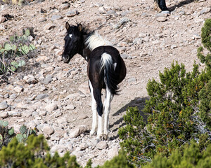 black and white wild colt