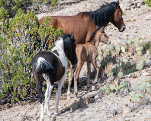 Newborn foal and wild horse herd