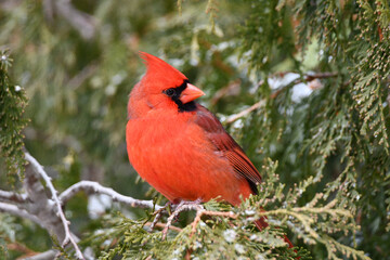 Bright colorful Male Northern Cardinal bird perched in a cedar tree looking around