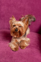 A small Yorkshire terrier with a stylish haircut from groomers sleeps on a soft bed or looks at a person. The puppy's coat is pink-purple. The color of the dog