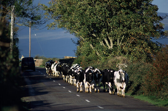 Herd of Cows on Road, Ireland