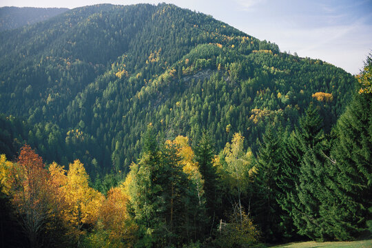 Overview of Trees in Autumn, St. Pieter, Italy