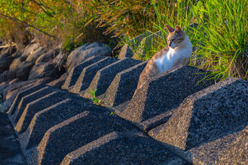 川沿いのブロックから夕日を見つめる猫
