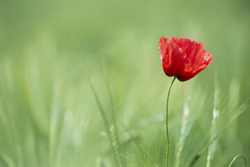 Shirley Poppy