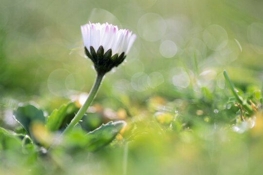 Single Daisy