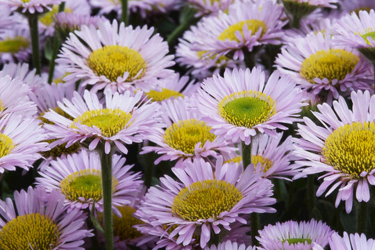 Daisies