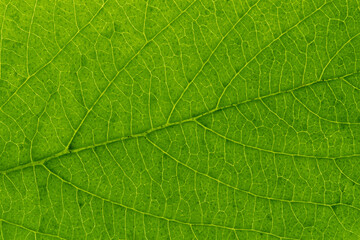 Close Up of Leaf