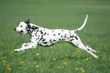 Dalmatian Running