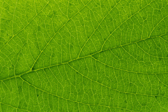 Close Up of Leaf