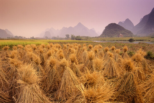 Harvested Rice, Guangxi Province, China