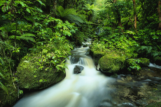 Waterfall in Forest, Catlins, South Island, New Zealand
