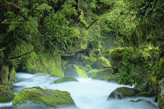 River Through Rainforest, Fiordland National Park, South Island, New Zealand
