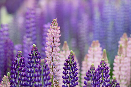 Lupin in Meadow South Island, New Zealand