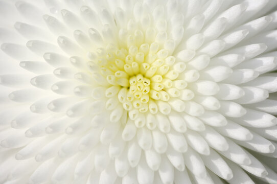 Close-Up of English Daisy