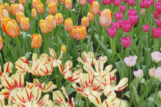 Tulips, Keukenhof Gardens, Holland, Netherlands