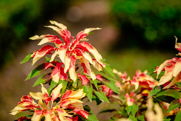 Amaranthus Tricolor Fountain Plant or Christmas tree in the Park