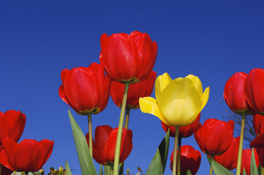 Close-Up of Tulips