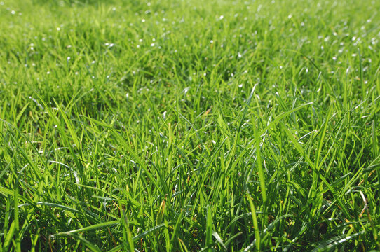 Meadow of Grass
