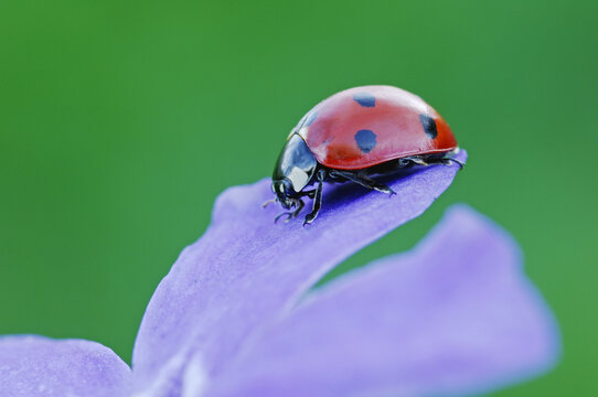 Close-Up of Ladybug