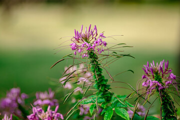 Cleome spinosa also known as spider flower in the Park