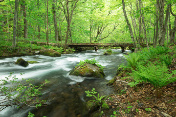 Obraz premium 奥入瀬渓流