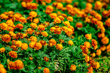 Yellow Marigold Flowers in the Park