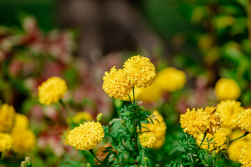 Yellow Marigold Flowers in the Park