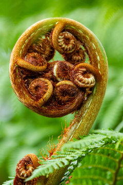 New tree fern fiddlehead frond unfurling.