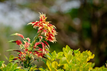 Amaranthus Tricolor Fountain Plant or Christmas tree in the Park