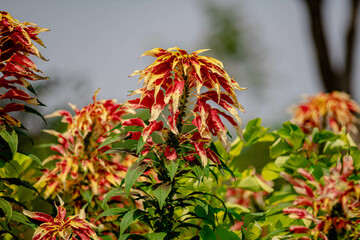 Amaranthus Tricolor Fountain Plant or Christmas tree in the Park