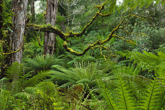 Forest, Otway National Park, Victoria, Australia