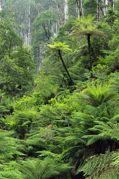 Rainforest, Yarra Ranges National Park, Victoria, Australia