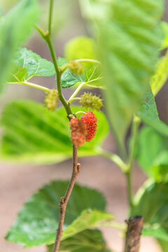 Mulberries