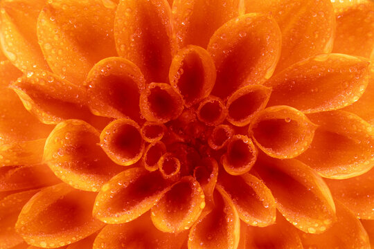 Close-Up of Dahlia